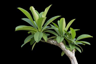 Ağaç üzerinde beyaz izole Frangipani çiçeğinin