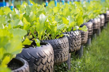 Recycle of tire used in organic vegetable farm clipart