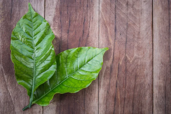 Vista dall'alto foglia di albero di caffè verde su legno — Foto Stock