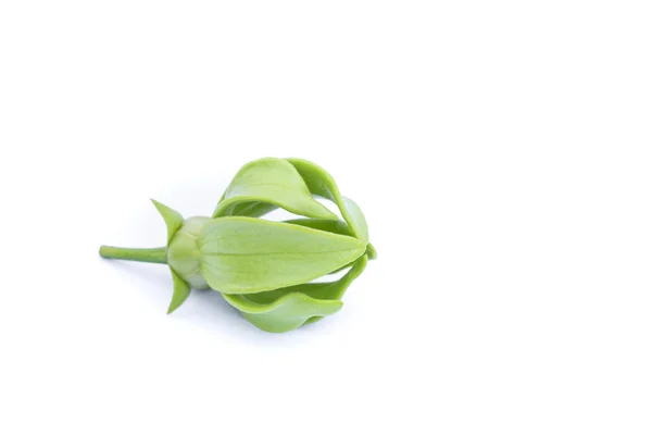 白い背景の上の緑のイランイラン花 — ストック写真