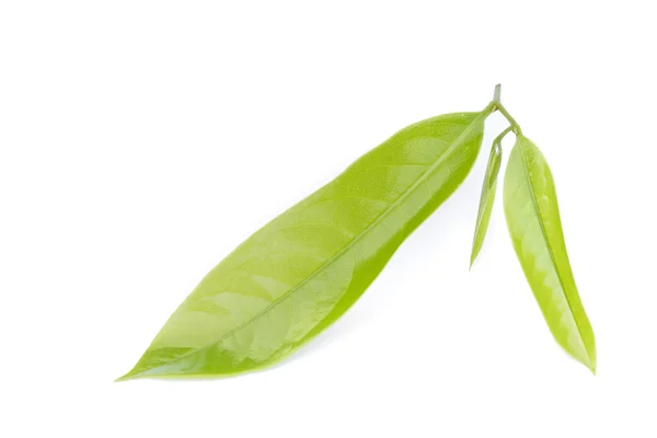 Macro groene blad van Ylang-Ylang bloem op wit — Stockfoto