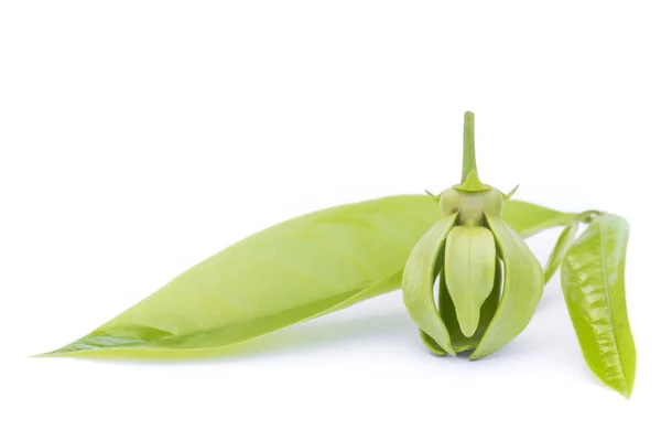 Grøn Ylang-Ylang blomst på hvid baggrund - Stock-foto
