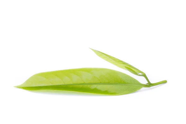 Makro grønt blad af Ylang-Ylang blomst på hvid - Stock-foto