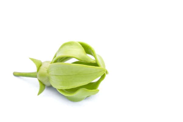 Fiore verde Ylang-Ylang su sfondo bianco — Foto Stock