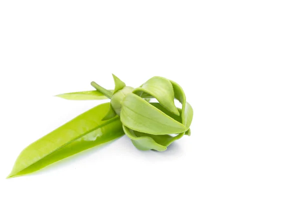 Grüne Ylang-Ylang Blume auf weißem Hintergrund — Stockfoto