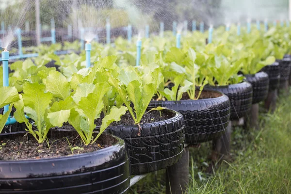 有機野菜の農場で使用されるタイヤのリサイクル — ストック写真