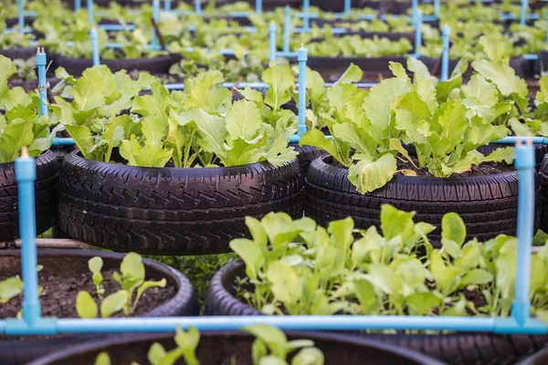 Recycle of tire used in organic vegetable farm — Stock Photo, Image