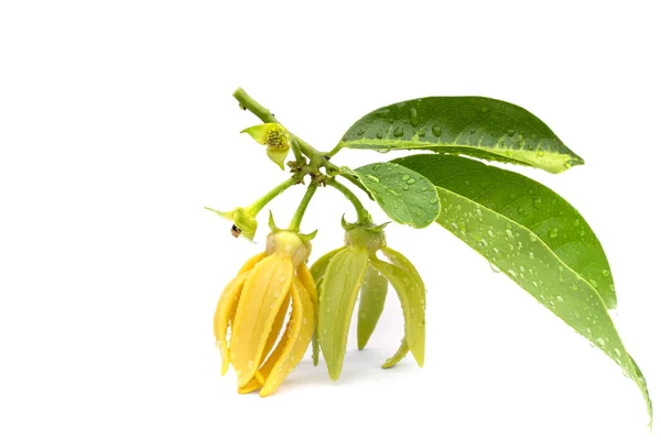 Fleur Ylang-Ylang verte sur fond blanc — Photo