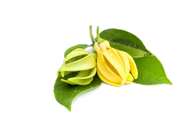 Fleur Ylang-Ylang verte sur fond blanc — Photo
