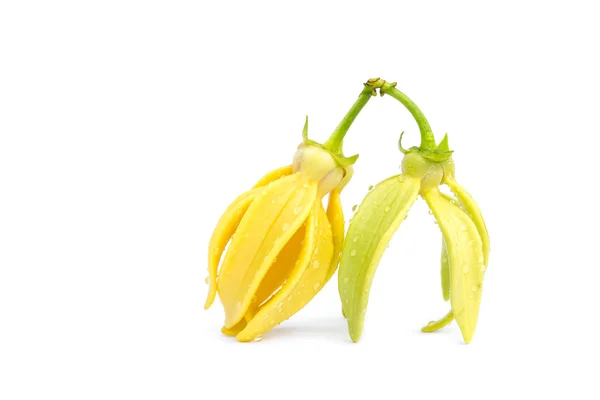 Grön Ylang-Ylang blomma på vit bakgrund — Stockfoto