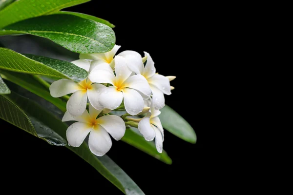 Białe i żółte kwiaty tropikalne, Frangipani, Plumeria na białym tle — Zdjęcie stockowe