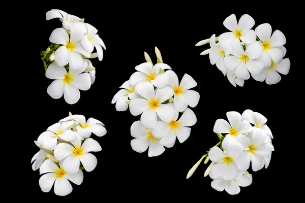 Белые и желтые тропические цветы, Frangipani, Plumeria изолированы — стоковое фото