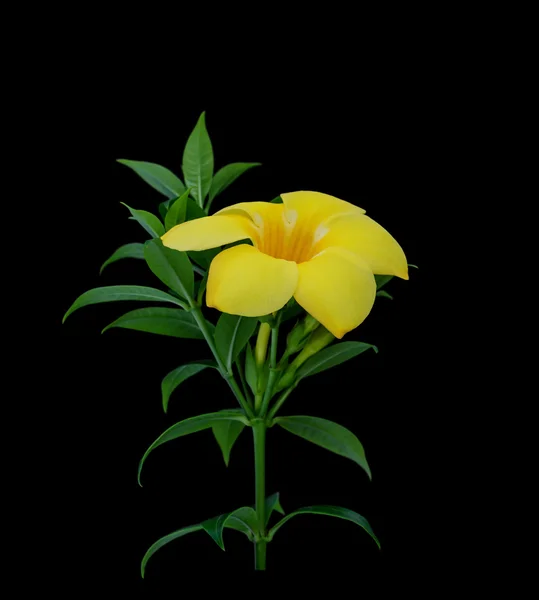 Цветки желтой рябины, золотистый трюмпет или алламанда — стоковое фото