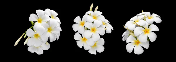 Комплект белых и желтых тропических цветов, Frangipani, Plumeria i — стоковое фото