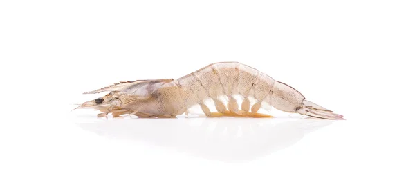 Crevettes fraîches isolées sur fond blanc — Photo