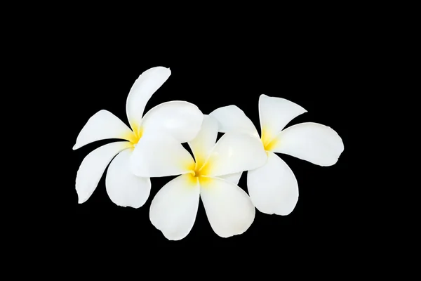 Close up flor frangipani branco e amarelo isolado em branco — Fotografia de Stock