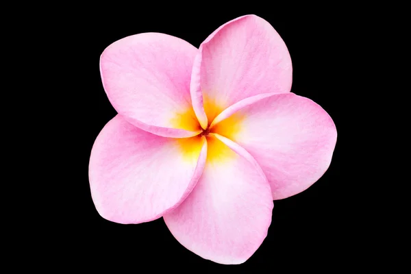 Fechar flor de frangipani rosa isolado em branco — Fotografia de Stock