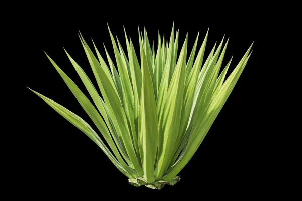 Planta de agave verde de cerca aislada en blanco — Foto de Stock