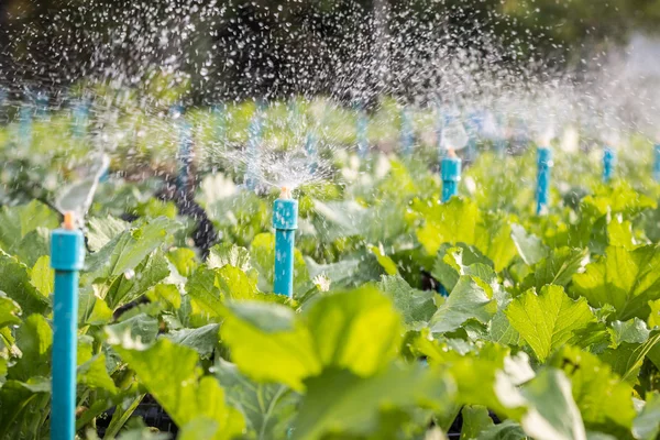 Sistema di irrigazione ad acqua funzionante in un orto . — Foto Stock