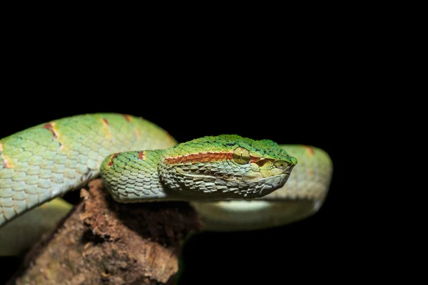 Grön orm eller grön pit viper i Thailand, isolerad o natur — Stockfoto