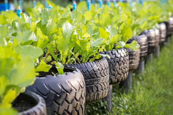 Riciclo di pneumatici utilizzati nell'azienda agricola biologica — Foto Stock