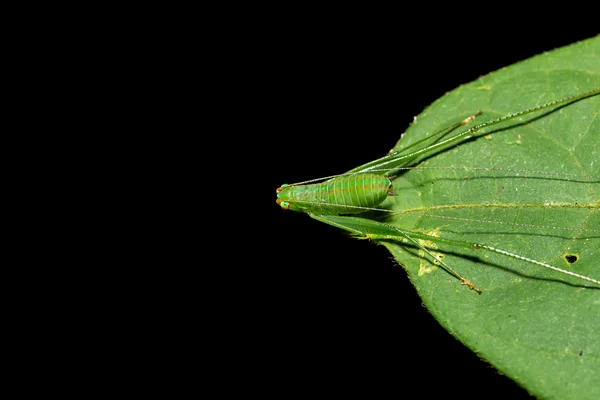 Macro green bug on green leaf isolated on black