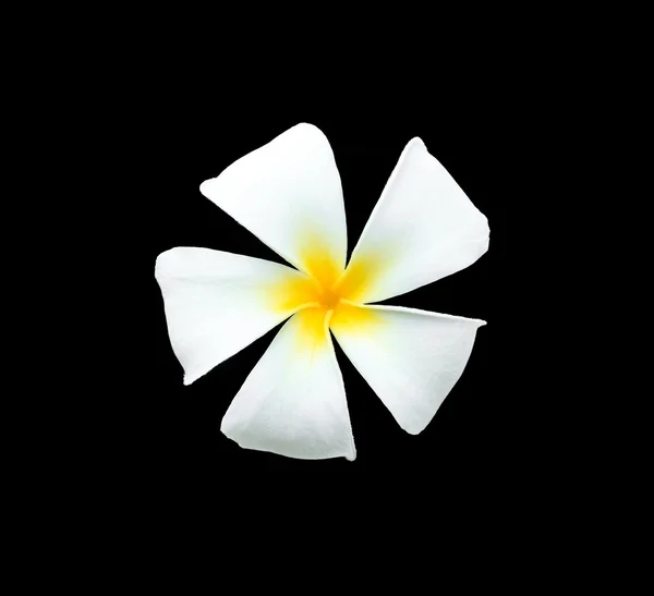 Flores tropicais brancas e amarelas, Frangipani, Plumeria isolado — Fotografia de Stock