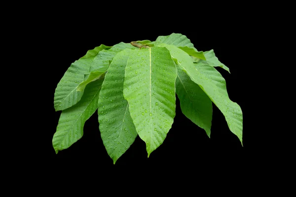 Green tree leaves on branch with water drop isolated on black. S — Stock Photo, Image