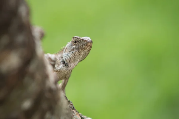 Makro kertenkele yeşil doğa ile ağaç üzerinde — Stok fotoğraf