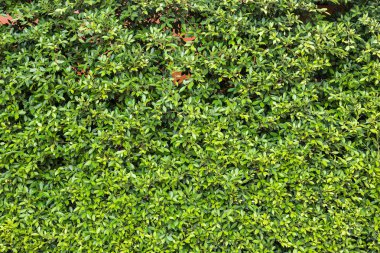 Desen yeşil bitki duvar doku ve arka plan