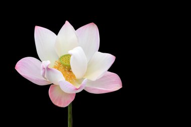 Güzel pembe lotus çiçeği beyaz izole. Clippi ile kaydedilmiş