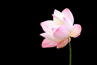 Siyah izole güzel pembe lotus çiçeği. Clippi ile kaydedilmiş