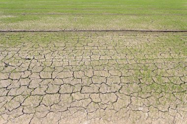 Yeşil pirinç tarlaları toprakta çatlamak