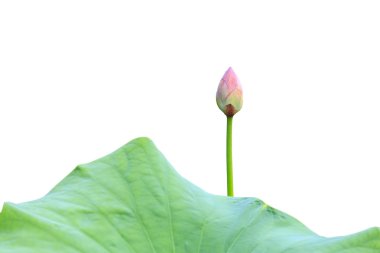 Güzel pembe lotus çiçeği beyaz izole. Clippi ile kaydedilmiş