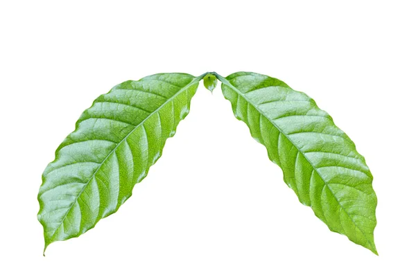 Φρέσκο πράσινο δέντρο καφέ φύλλο απομονωμένα σε λευκό. Αποθηκεύτηκε σε με clipp — Φωτογραφία Αρχείου