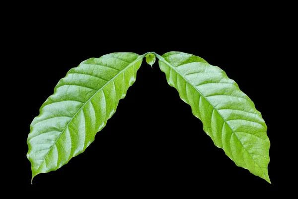 Φρέσκο πράσινο δέντρο καφέ φύλλο απομονωμένα σε λευκό. Αποθηκεύτηκε σε με clipp — Φωτογραφία Αρχείου