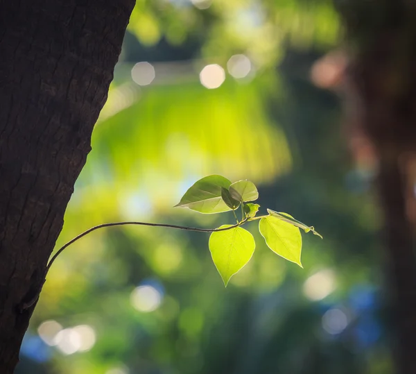 Folha de árvore em pequeno ramo com luz solar no parque — Fotografia de Stock