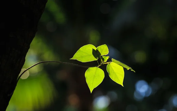 Folha de árvore jovem em pequeno ramo com luz solar — Fotografia de Stock