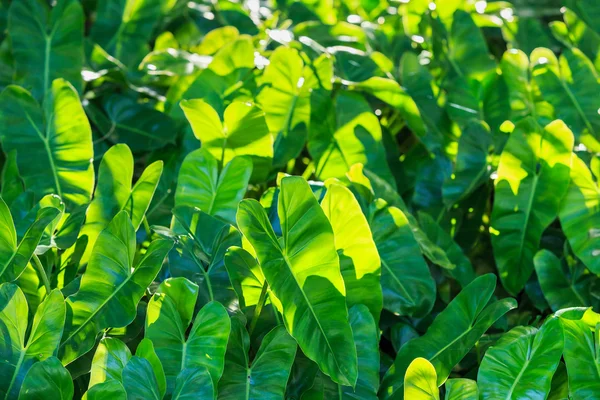 Folha verde com sol no jardim — Fotografia de Stock
