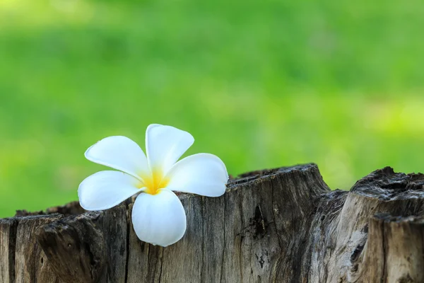 Vita och gula tropiska blommor, Frangipani, Plumeria — Stockfoto