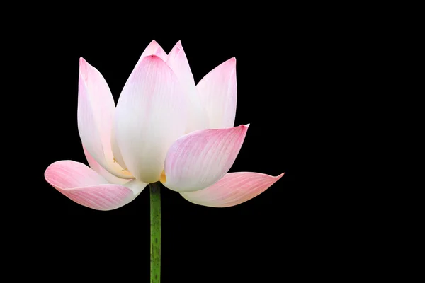 Krásné růžové Lotosový květ izolované na černém pozadí. Uloženo v s clippi — Stock fotografie