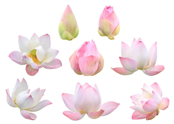 Set of beautiful pink lotus flower isolated on white. Saved with — Stock Photo, Image