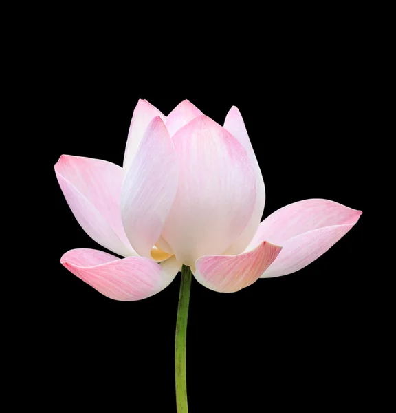 Bela flor de lótus rosa isolada em branco. Salvo com clippi — Fotografia de Stock