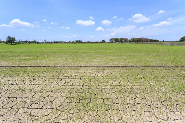 Pęknięcie gleby w zieleń pól ryżowych — Zdjęcie stockowe