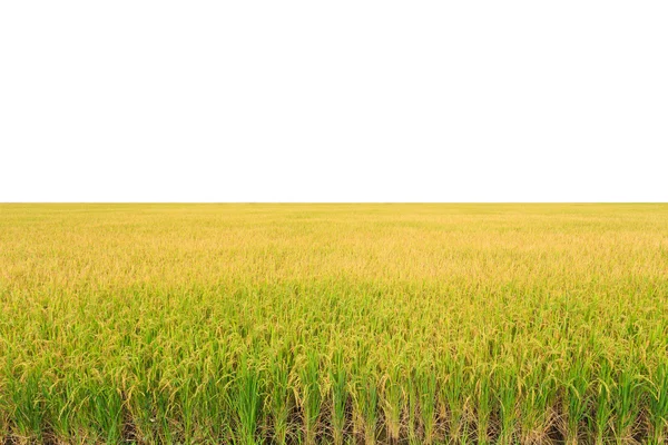 Rijst plant. Gele rijst veld in Nakhon Pathom provincie — Stockfoto