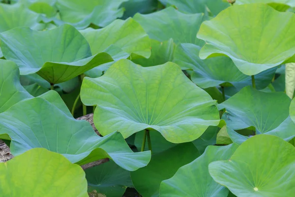 Büyük yeşil lotus yaprağı üzerinde beyaz izole. Kırpma yolu ile kaydedilmiş — Stok fotoğraf