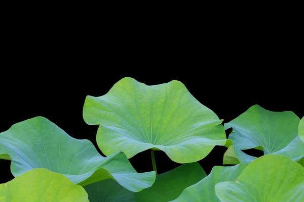 Big green lotus leaf isolated on white. Saved with clipping path — Stock Photo, Image
