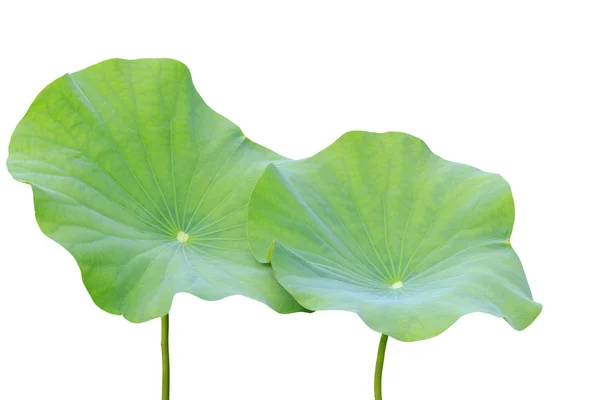 Big green lotus leaf isolated on white. Saved with clipping path — Stock Photo, Image