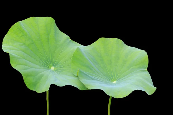 Big green lotus leaf isolated on white. Saved with clipping path — Stock Photo, Image