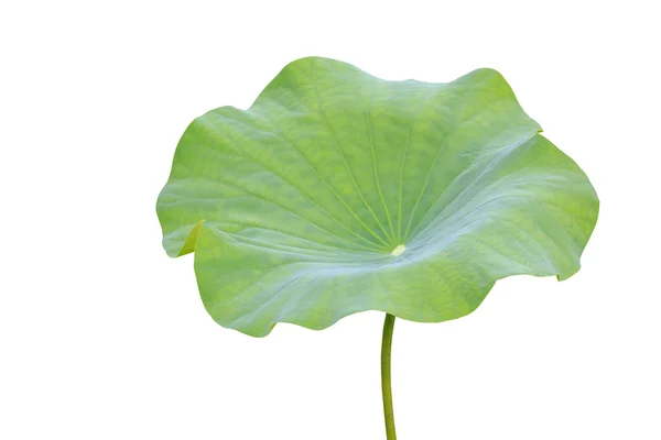 Velké zelené lotosový list izolované na bílém. Uložen s ořezovou cestou — Stock fotografie